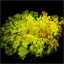 Green Moss
