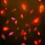 Red Rose Petals