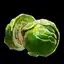 Cabbage