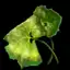 Butterbur