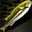 Anchovy Angler