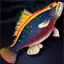 Hamour Grouper