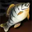 Seaweed Snapper