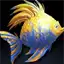 Arabian Angelfish
