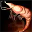 Red Shrimp