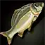 Roach Fish