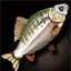 Trench Tarpon