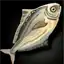Pearly Goatfish