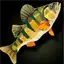 Kelp Greenling