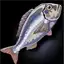 Maritime Mackerel