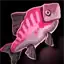 Mexican Hogfish