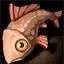 Wrasse