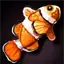 Clown Fish