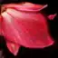 Garden Master's Leaf