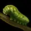 Slush Bug