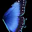 Blue Butterfly Wings