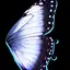 White Butterfly Wings
