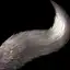 Dire Wolf's Tail