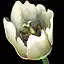 Marsh Lily