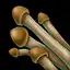 Enoki Mushroom