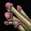 Violet Mushroom