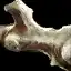Damaged Leg Bone