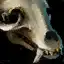 Coyote Skull