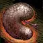 Mummy's Kidney