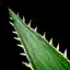 Desert Lettuce